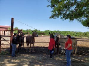 Equestrian Therapy Image 1