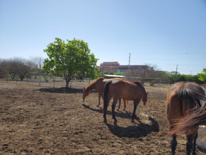 Equestrian Therapy Image 6