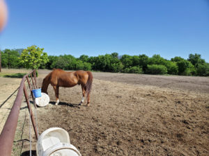 Equestrian Therapy Image 7